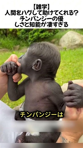 【雑学】人間をハグして助けてくれる？チンパンジーの優しさと知能が凄すぎる#チンパンジー #動物の知能 #霊長類