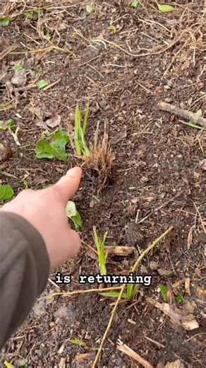 Carex pendula starting to regrow on the allotment #garden #allotment #gardening