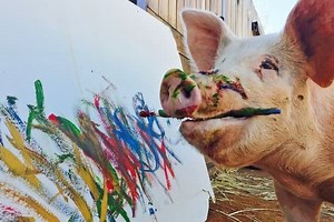 Pig makes £1 million from painting masterpieces after being saved from slaughterhouse