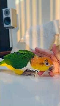 #shorts#fun caique#cute parrot#pet bird😄😀