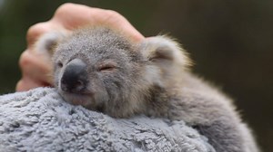 39K views · 4.8K shares | ☃️❄️Now that Frozen 2 is out, we still think it's safe to say our precious koala joey “Elsa” can thaw any frozen heart! ❄️☃️ | Australian Reptile Park | Facebook