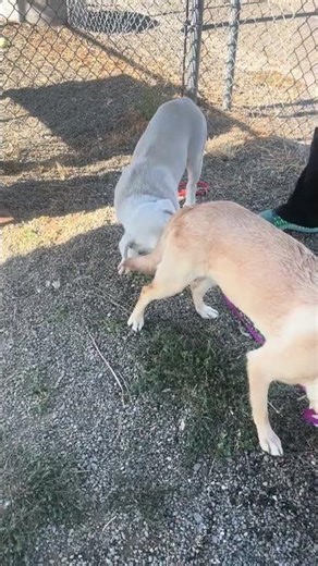 Honey playing with another dog