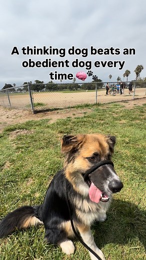 A thinking dog is a stable dog 🐶😇 Most people focus on obedience, but obedience alone doesn’t create a calm or confident dog. A dog can sit, down, heel, and place on command and still be stressed, overstimulated, or unable to settle. That’s because obedience is mechanical. Emotional regulation is learned. A thinking dog is always more reliable than an obedient one because thinking requires the dog to stay aware of the environment, check in with the handler, and regulate their own nervous syste