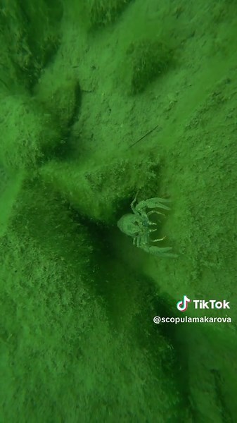 Юлия Макарова on TikTok