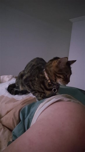 The morning routine..... | The Fur Monsters of Doom Incorporated