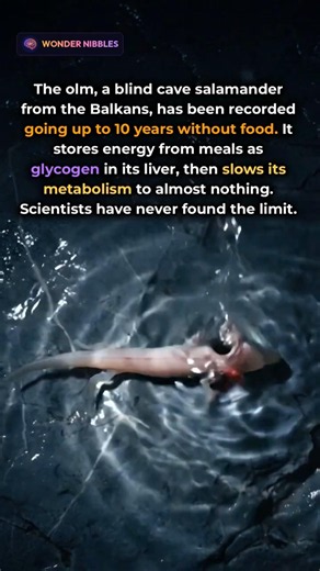 This Salamander Can Survive 10 Years Without Eating