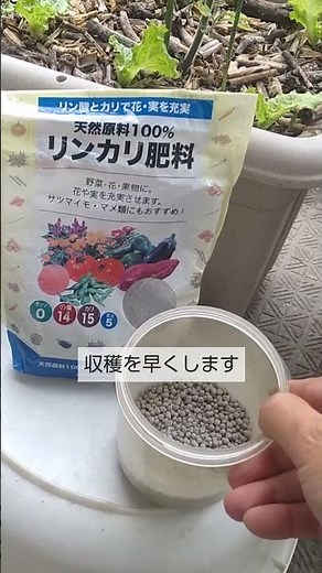 5/5【ミニトマト】肥料 この4種類の肥料を与えて 実を早く大きくして収穫を早くします