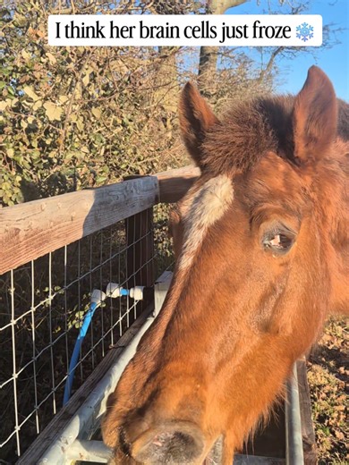 Horses Experiencing Brain Freeze: A Funny Equestrian Moment
