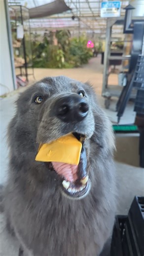 American Cheese Master 🏆 | Blue Moon Tropicals