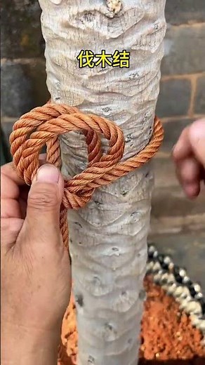 几秒就能学会的伐木结绳索技术，生活好帮手