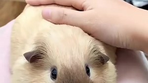 My stomach makes those sounds at times 🤣 | Rumble