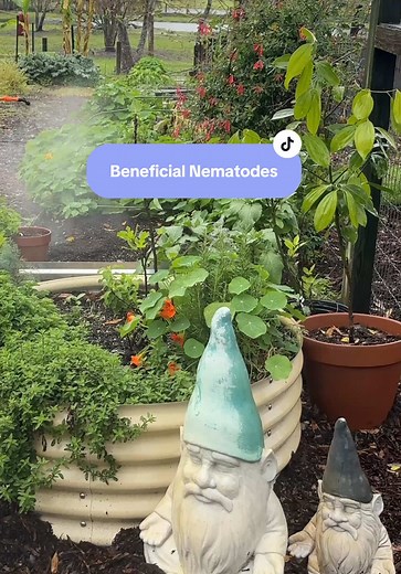 Effective Use of Beneficial Nematodes in Organic Gardening