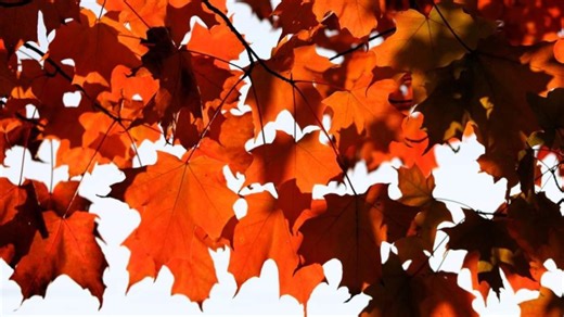 Fall Foliage Forecast: Oct. 9, 2025