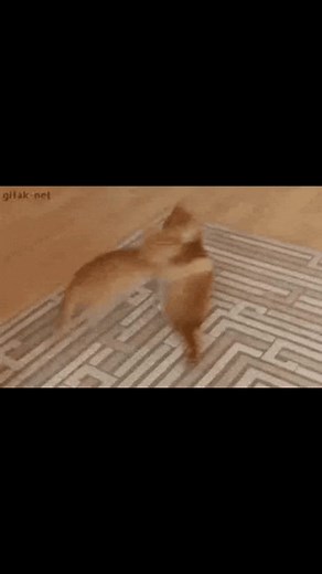 the cutoff tho lol #cats #viral #fyp #foryou #getthisonthefyp #catsinplacestheyshouldntbe