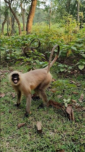 🐒 Angry Langur’s Savage Reaction in Jungle! 😱🔥 | #Monkey #Shorts #Wildlife