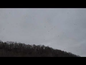 Adventures in Eagle Territory: Bald Eagle Migration