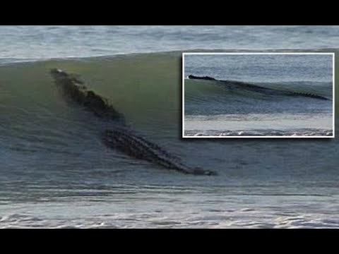 Crocodiles in the Ocean in Esterillos Oeste Costa Rica