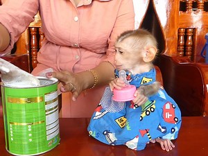 Cute Daily Bb Monkey | Monkey Pets