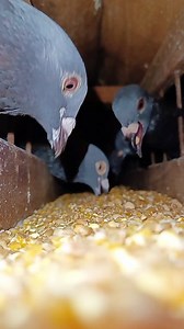 14K views · 167 reactions | Racing pigeons feeding time #racingpigeons #pigeonbaby #pigeonhouse #pigeonloft | Family Farming | Facebook