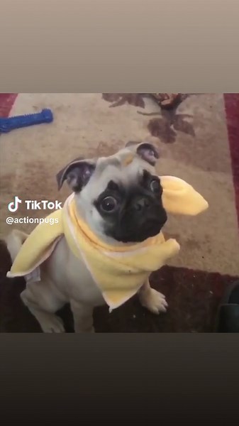Throwback Joey - The Adorable Pug Compilation