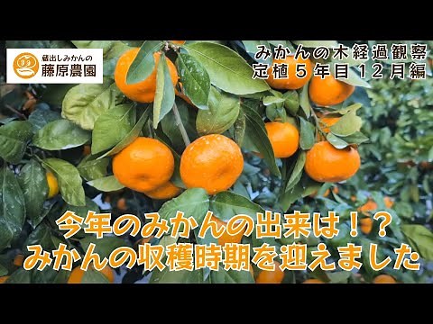 How are the mandarin oranges doing this year? Mandarin orange growth observation December 2025 ed...