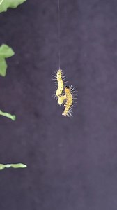 51K views · 5.4K reactions | bahan bonsai Loa (ficus racemosa) yang terserang ratusan ulat bulu. #bonsai #bonsaitree #bonsailovers #bonsaiart #bonsaimini | Ara Jaber Bonsai | Facebook