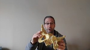 Supine 90/90 With Hip Shift - PRI Trainer