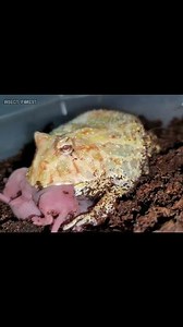 528K views · 4.3K reactions | Pacman the frog is eating two pink mice | Insect Forest | Facebook