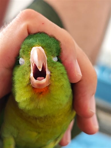 Mi gordito fiel 🦜💚 ¿Su ave es así de mansita? . . . . . . . . . #fy #love #pets #periquito #birdtok