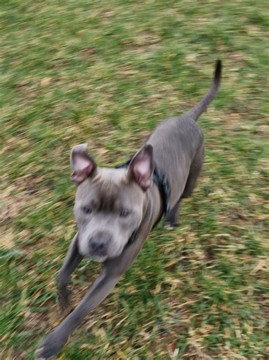 How to Identify a Male Dog Through Behavior