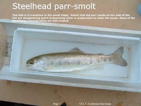 Juvenile Salmonid Identification Guide