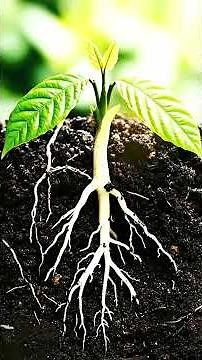 Cacao Tree Growing From Seed to Fruit — 4K Cross-Section Timelapse #calm #relaxing #naturemusic