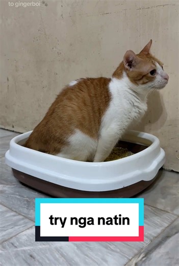 Mixed Tofu Litter Sand Review: Convenience and Odor Control