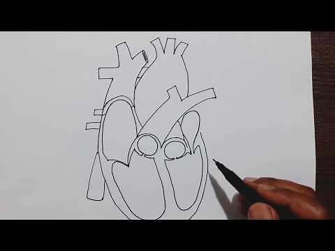 Easy trick to draw Human Heart