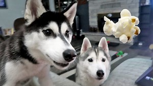Vlog,Vloggers,vlogger,dog vlog,dog vloggers,family vlogs,Michigan,Husky,Siberian Husky,snow dogs vlogs,gone to the snow dogs,michigan vlog,michigan vlogger,husky puppies,dog training,puppy training,siberian husky training,train your husky,dog tricks,train your dog,siberian huskies,husky training,stubborn husky | Snow Dogs Vlogs