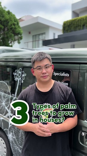 3 Types of Palm Trees for Indoor Settings