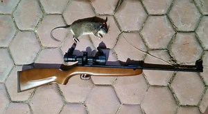 6 Best Night Vision Scopes for Rats [ Night Vision Ratting Scopes ]