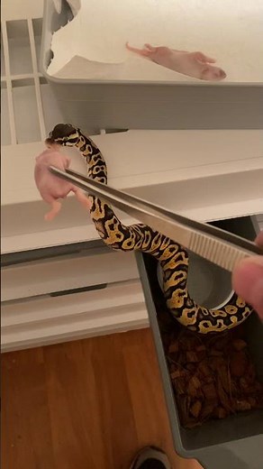 Ball python feeding, pastel,yellowbelly