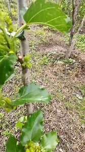 Mulberry white pruning update.... #farmertatay #naturelovers #gardening #mulberry #pineapple #strawberry #Lakatan #fblifestyle | Eric Repizo