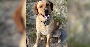 Dog shot and killed, owner offering $10K reward for information leading to killer