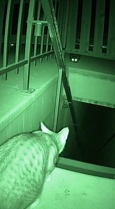 My Cat Sees Ghosts! (CCTV Evidence) #fyp #scary #creepy #ftp #bhfyp #fyp シ#fypage #fypシ #creepypasta #fyppage #creepyart #creepycute #fyptikt #scary #horror #halloween #creepy #spooky | CreepyZone