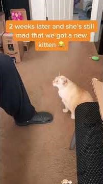 This cat’s jealousy is written all over its face 👀😼#funny #funnyvideos #cat #reaction #jealousy