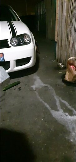 Chat et Concombre réaction 😻🤣😻 , Cat and Cucumber reaction 😻🤣😻