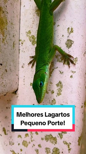 A responder a @lagartixacomautismo Melhores lagartos de pequeno porte para ter no Brasil! . #reptile #animals #cuteanimals #ciencia #bichos #repteis #biologia #terrario #leopardgecko #lagarto #lagartixaleopardo #fyp #foryou