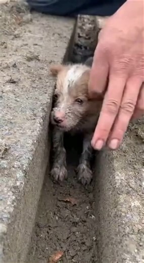 Puppy STUCK in Tiny Hole! 😭 Daring Rescue Mission (SAFE at Last)