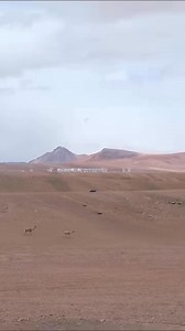 🙌🏻A typical workday observing the universe. Some rain, vicuñas walking at 5,000 meters altitude next to our antennas on the Chajnantor Plateau, Chile. 😌📡 📹: Sergio Otárola ALMA Photo-ambassador #animals #chile | ALMA Observatory