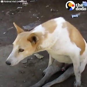 29K views · 419 reactions | This dog was hit by a car and he couldn’t understand why his legs didn’t work anymore. It took a LONG time, but here’s how he learned to run again Credit: https://twitter.com/AnimalAid_India | English Lessons | Facebook