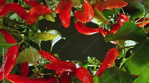 Fresh Chilli Peppers Plants with Camera Motion up in the Air. Isolated on Black Background. Filmed on High Speed Cinema Camera. Camera Placed on High Speed Cine Bot.
