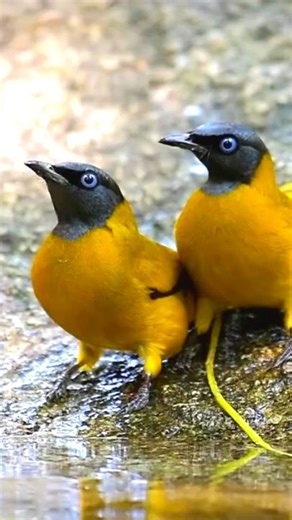 1.1K views · 4.7K reactions | The Black-headed Bulbul (Brachypodius...