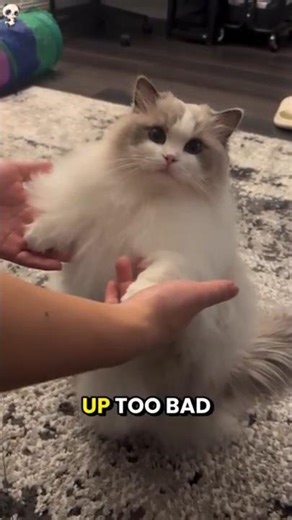 4 Reasons to Never Adopt Ragdoll Cat